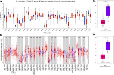 The Prognostic Significance of RIMKLB and Related Immune Infiltrates in Colorectal Cancers